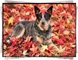 Pies, Australian cattle dog, Liście