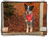 Pies, Australian cattle dog, Chustka