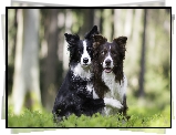 Dwa, Psy, Border collie, Las