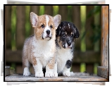 Dwa, Psy, Szczeniaki, Welsh corgi pembroke, Welsh corgi cardigan