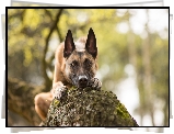 Owczarek belgijski malinois, Pień