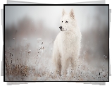 Pies, Biały owczarek szwajcarski, Łąka