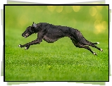 Pies, Chart angielski greyhound, Bieg