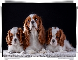 Cavalier king charles spaniel, Szczenięta, Suczka, Koc, Ciemne tło