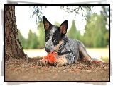 Pies, Szczeniak, Australian cattle dog, Piłka, Szelki, Drzewo