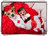 Jack Russell terrier, Róża, Płatki, Telefon, Selfie, Śmieszne