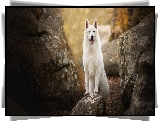 Pies, Biały owczarek szwajcarski, Kamienie