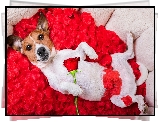 Płatki, Róża, Jack Russell terrier