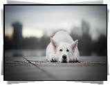 Pies, Leżący, Biały owczarek szwajcarski