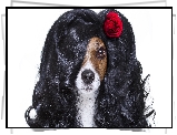 Pies, Jack Russell terrier, Peruka, Róża