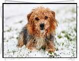 Pies, Yorkshire terrier, Śnieg