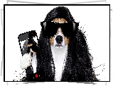 Pies, Jack Russel terrier, Peruka, Okulary, Telefon, Białe tło