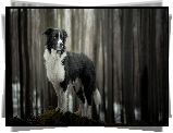 Pies, Border collie, Las, Drzewa