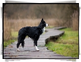 Pies, Border collie, Kładka