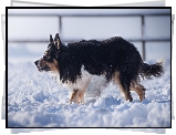 Pies, Border collie, Śnieg