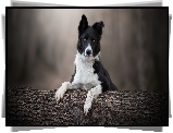 Pies, Border collie, Mordka, Drzewo