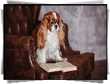 Pies, Cavalier King Charles spaniel, Okulary, Fotel, Książka