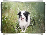 Pies, Border collie, Łąka, Rośliny