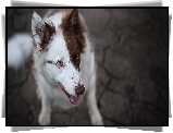 Pies, Border collie, Biało-brązowy, Mordka