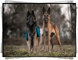 Dwa, Psy, Owczarek belgijski Tervueren, Owczarek belgijski Malinois