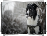 Pies, Border collie, Mordka, nieg, Rozmyte, To