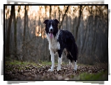 Pies, Border collie, Las, Drzewa, Ściółka