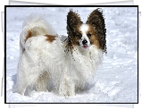 Pies, Spaniel kontynentalny miniaturowy Papillon, Śnieg