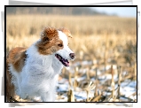 Pies, Biało-brązowy, Border collie