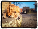 Leżący, Labrador retriever, Krawężnik