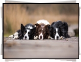 Psy, Border collie, Rozmyte, Tło