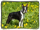 Czarno-biały, Boston terrier, Mniszek