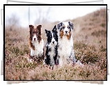 Trzy, Psy, Border collie, Owczarek australijski