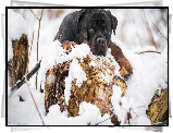 Pies, Rottweiler, Śnieg