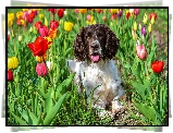 Springer spaniel angielski, Tulipany