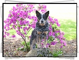 Pies, Australian cattle dog, Obroża, Kwiaty, Różanecznik