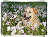 Leżący, Pies, Kwiaty
