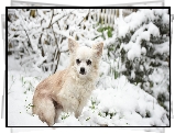 Pies, Chihuahua długowłosa, Śnieg