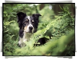 Pies, Border collie, Paprocie