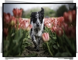 Pies, Border collie, Tulipany