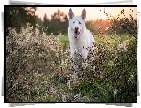 Pies, Biały owczarek szwajcarski, Trawa, Krzewy, Kwiaty