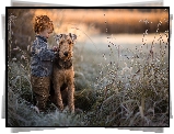 Pies, Airedale terrier, Chłopiec, Trzciny, Trawy