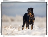 Pies, Owczarek francuski Beauceron, Śnieg