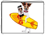 Jack Russell terrier, Deska surfingowa, Okulary, Telefon