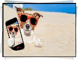 Jack Russell terrier, Okulary, Piasek, Telefon, Selfie, Śmieszne