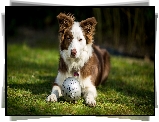 Pies, Border collie, Piłka, Trawa