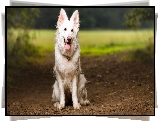 Pies, Biały owczarek szwajcarski, Ścieżka
