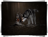 Pies, Siberian husky, Lampa naftowa