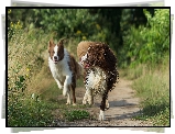 Psy, Biegnące, Border collie, Trawy, Ścieżka