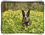 Pies, Australian cattle dog, Łąka, Żółte, Kwiaty