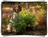 Pies, Springer spaniel angielski, Las, Drzewka, Świerki, Łąka, Kwiaty